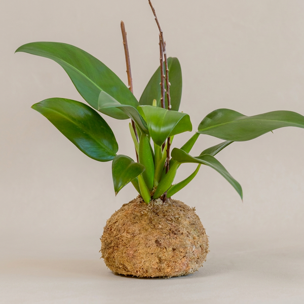 Kokedamas & Vivas