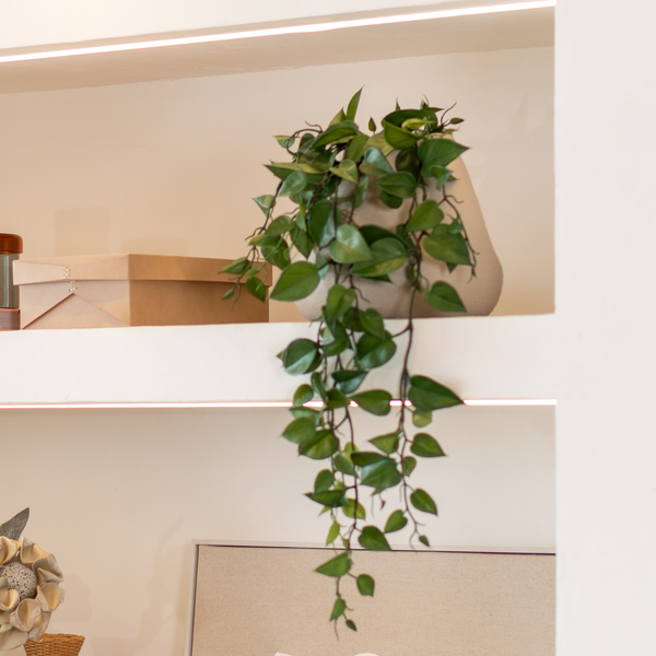 Plantas Permanentes