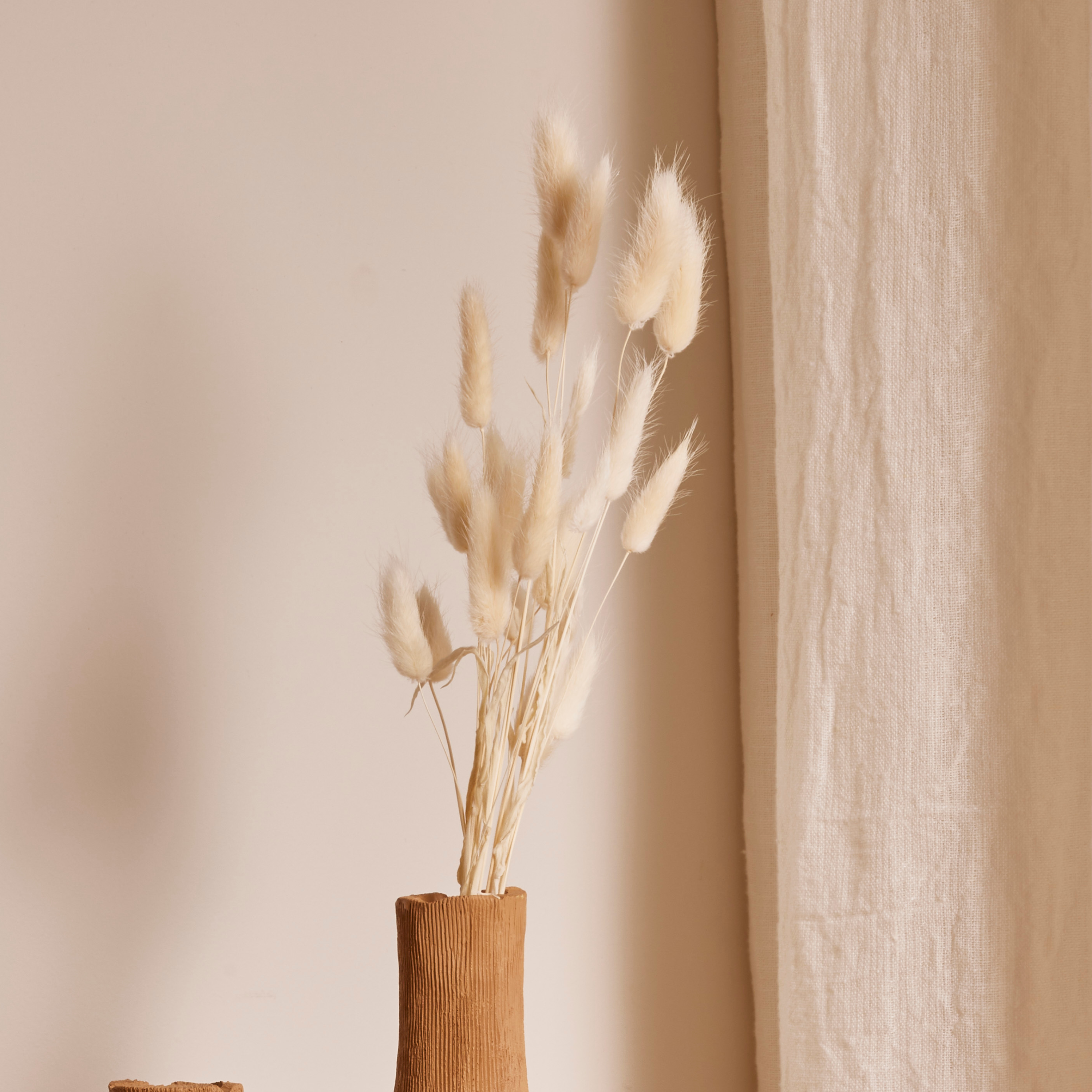 Flor Cauda de Coelho Desidratada