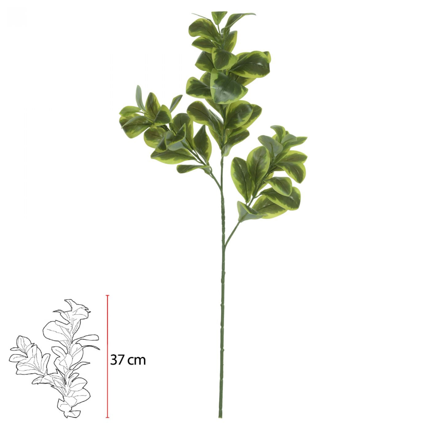 Ramo Clusia Toque Real - 74cm
