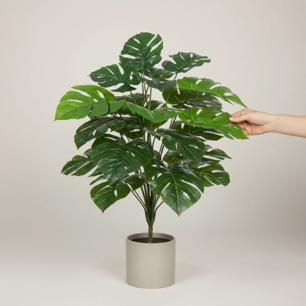 Costela de Adão Toque Real (Verde) - 80cm