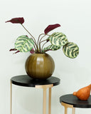 Árvore Calathea Toque Real c/ Raiz - 56cm