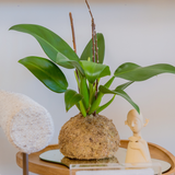 Kokedama Pacova - 58x78cm