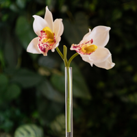 Haste Orquídea Cymbidium Branca Toque Real - 27 cm