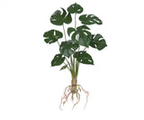 Costela de Adão Toque Real - 48cm