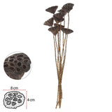 Sementes de Lótus Marrom c/ Embalagem (9 Unidades) – 60 cm