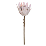 Haste de Protea Frosted - 50cm