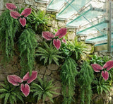 PLANTA CALADIUM TOQUE REAL MARSALA - 61CM