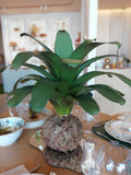 Kokedama Bromélia