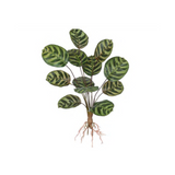 Árvore Calathea Toque Real c/ Raiz - 56cm