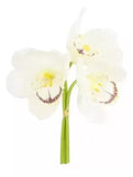 Ramalhete Orquídea Cymbidium Branca Toque Real - 23 cm