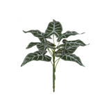 Folhagem  Alocasia Toque Real - 40cm