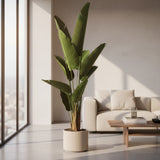 Bananeira + Vaso  - 1,90 m