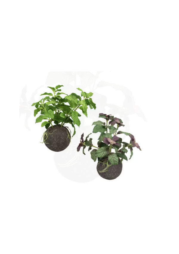 Kokedamas & Vivas