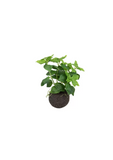 Kokedama Manjericão Toque Real – 20 cm