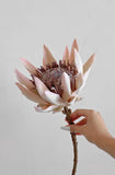 Haste de Protea Frosted - 50cm