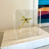 Cubo Acrílico c/ Escultura Libélula - 17x17cm