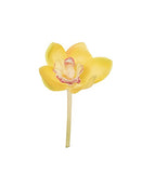 Orquídea Cymbidium Pick - 15 cm