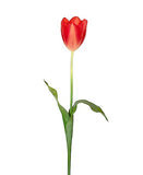 Tulipa Holandesa - 58cm