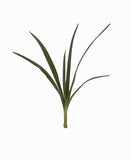 Folhagem de Amaryllis - 45cm