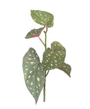 Begônia Maculata - 47cm