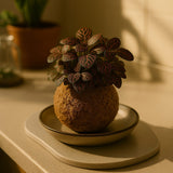 Kokedama Fitônia - 15x10cm