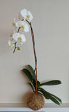Kokedama Orquídea Branca - 95x40cm