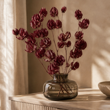 PLANTA DESIDRATADA BOUGANVILLE MARSALA