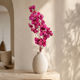 PLANTA DESIDRATADA BOUGANVILLE ROSA