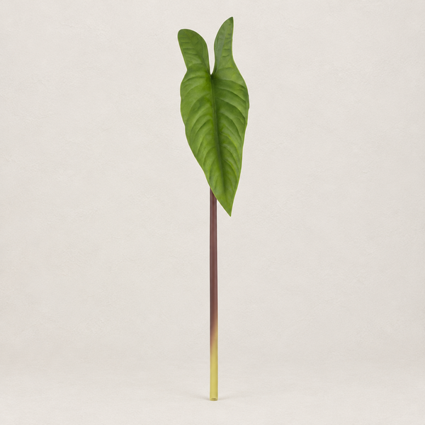 Folhagem Alocasia Toque Real - 41cm