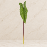 Folhagem Alocasia Toque Real - 41cm