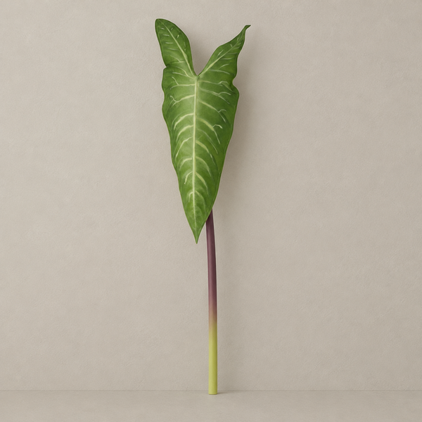 Folhagem Alocasia Toque Real - 60 x 15cm