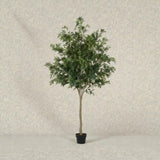 Árvore Ficus – 2,10 m