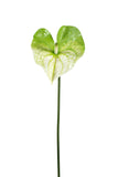 Flor de Antúrio Verde– 81cm