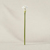 Haste Calla Branca – 50 cm