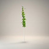 Haste Mucluella – 95 cm