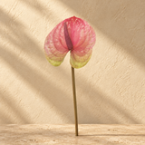 Antúrio Rosa/Verde - 66cm