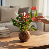 Mini Kokedama Antúrio Vermelho