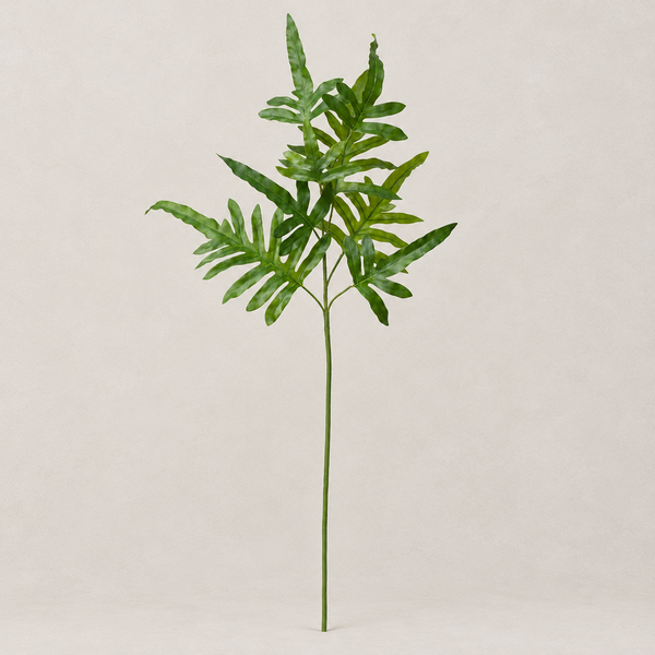 Haste Phlebodium Toque Real - 1,10 m
