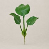 Planta Aquática Jacinto de Água Aguape Toque Real X3 - 40cm