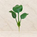 Planta Aquática Jacinto de Água Aguape Toque Real X3 - 40cm