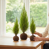 Kokedama Pinheiro P