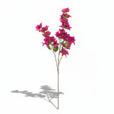 Haste Bougainvillea Pink - 1,10 m