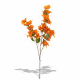 Haste Bougainvillea Laranja - 1,05 m