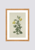 Quadro em canvas flores amarelas I – 30x42cm