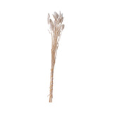 Flor Cauda de Coelho Desidratada