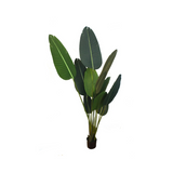 Planta Bananeira Permanente - 1.60cm