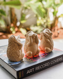 Kit Porco-Espinho em Cimento