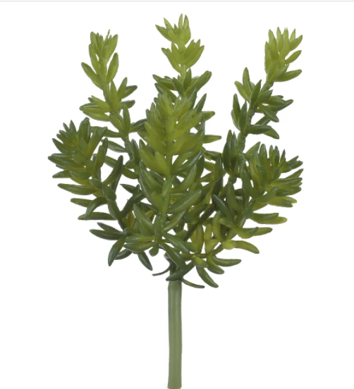 Suculenta Sedum Verde Permanente 17cm